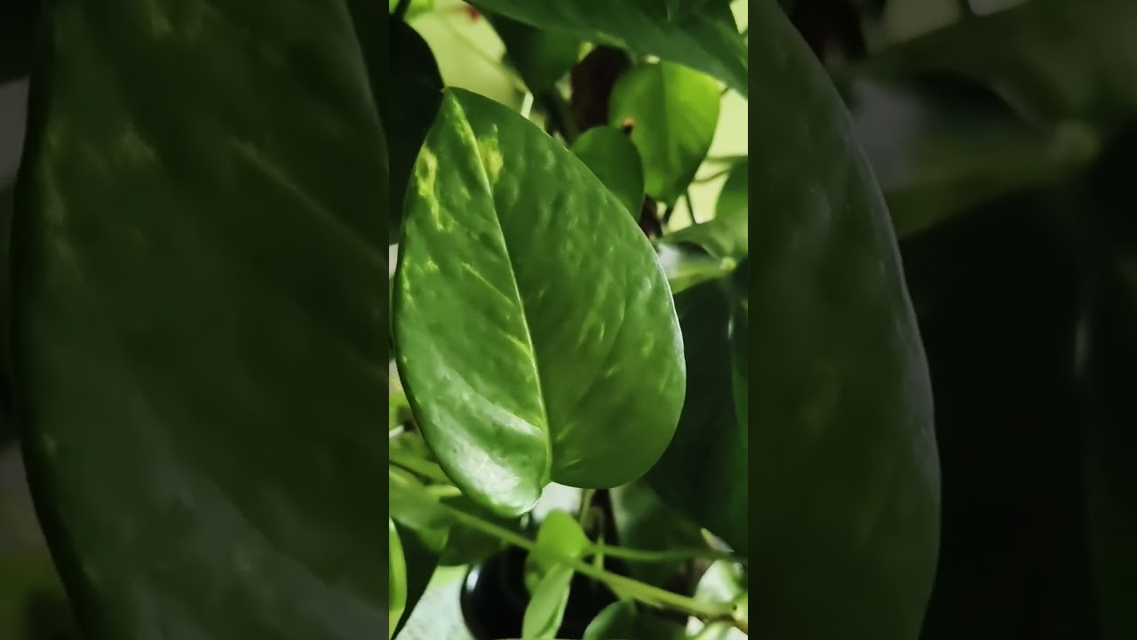 @пЭрсЫканал. Как жаба расписалась в своей беспомощности.