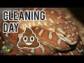 Snake Cleaning Routine - Cookies Critters