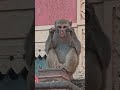 Vrindavan 😂😂 #radheradhe #radhakrishna #vrindavan #monkey #funny