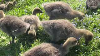 Five cygnets, or should that be SYDNETS? 🤣