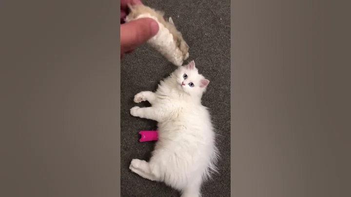 Watch the video about Her favorite toys | cat videos | White cute cat #shorts #youtubeshorts #shortsvideo