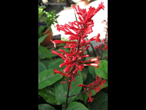 Видео: Цветы бувардии колибри – Как вырастить цветочное растение колибри