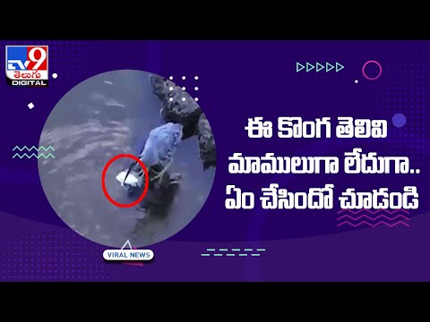 Viral : ఈ కొంగ తెలివి మాములుగా లేదుగా.. ఏం చేసిందో చూడండి - TV9