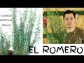 PORQUE SE MUERE UNA PLANTA DE ROMERO || CUIDADOS Y BENEFICIOS