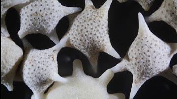 Rotational Video Edge-3D Microscope