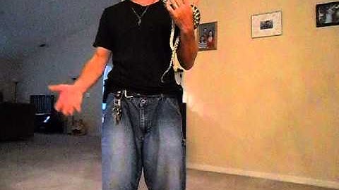 Irian Jaya Jaguar sibling Carpet python