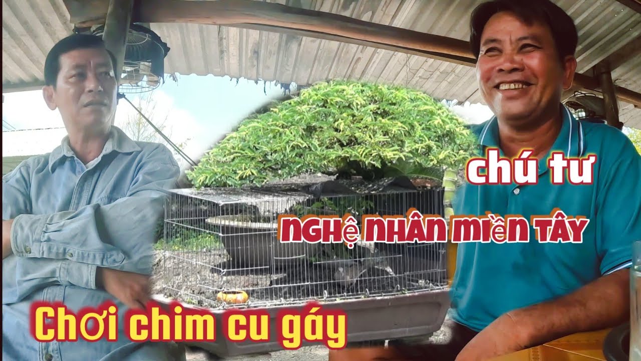 tham quan cách chơi chim cu gáy và trò chuyện cùng chú 4 xuyên ở huyện cao lãnh