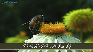 تلاوة ( وَأَوْحَىٰ رَبُّكَ إِلَى النَّحْلِ .. ) بصوت عبدالعزيز النهاري