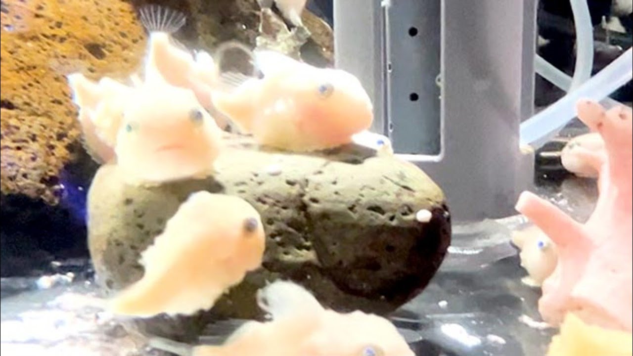 わくわく おたる水族館＞フウセンウオ ほぼ全滅から再び繁殖 - YouTube