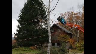 高木伐採 岐阜県郡上市高鷲町ひるがの The logging work in the beautiful autumn leaves of  villa Hirugano Gifu by Toyomi -Ohta Niwaishi- 468 views 6 months ago 1 minute, 4 seconds