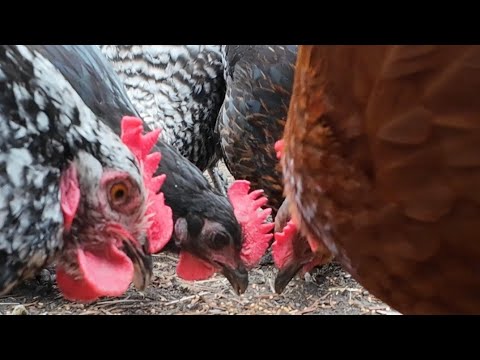 🐔 Chicken Sound ASMR | Relaxing Sprinkler Rain \u0026 Happy Hens 🌧️ | Peaceful Farm Sounds