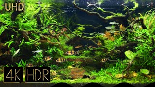 [Cropped] Aquascape • Fixed 3hours 4K HDR 60fps • Water sound | Subspace of the forest