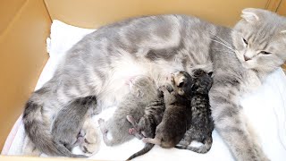 Lulu gave birth to 5 cute kittens. [Special Edition]