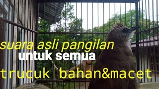 Suara Pangilan Trucuk Paling Ampuh Suara Asli Burung trucuk Pandai Memancing Burung Lain