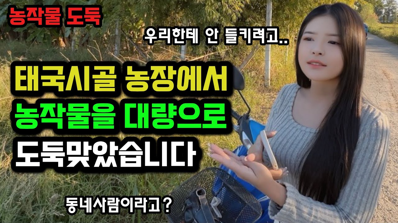 애써키운 시골 농작물을 대량으로 도둑맞았습니다. 가로등도 없는 태국시골에서 어떻게 해야될까요? 🇰🇷🇹🇭