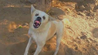 Download Lagu Dog Barking Sound|Dog Sound👹👹👹 MP3 Download Lagu Dog Barking Sound|Dog Sound👹👹👹 MP3