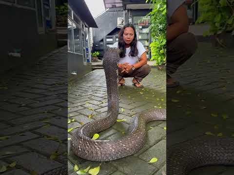 GARAGA MAKAN DUA ULAR SEKALI CAPLOK !!