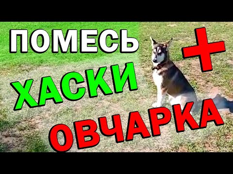 Метис Хаски и Овчарки. Чем отличается от других собак?