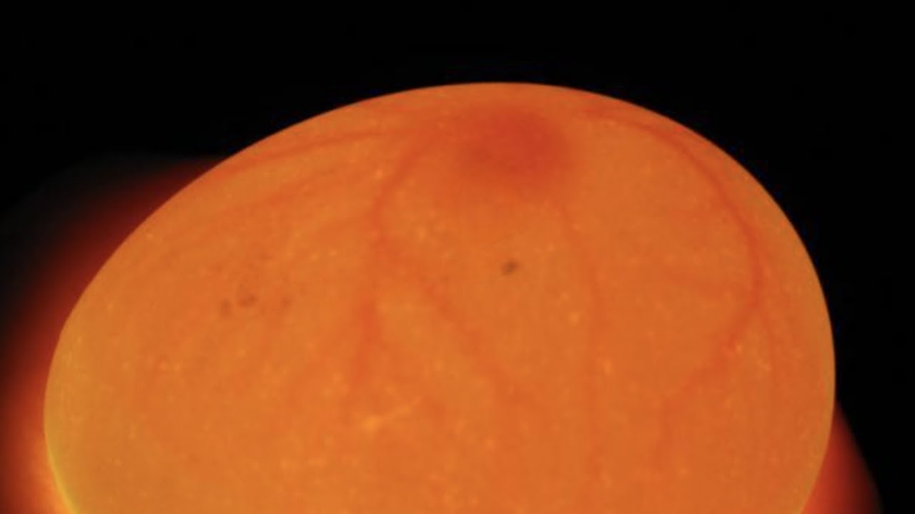 How to use a tractor supply incubator. Candling eggs. Seeing a chick