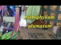 Bulbophyllum plumatum. Развитие цветоноса.