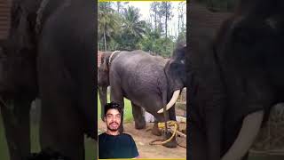 #life #viralvideo #ಹಾಸನ #elephantconservation #new #wildlife #nature #elephant #comedyfilms