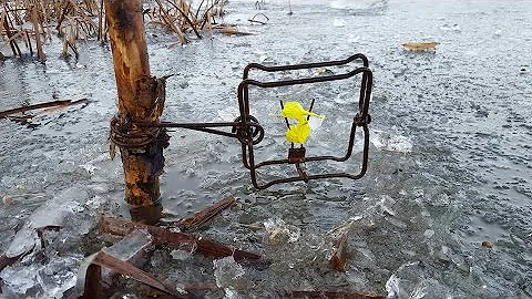 Flag Set for Muskrats "Trapping"