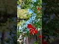 Summer is calling 🌹🔥🍀🍀 good luck to you all ❤️ #viral #trending #nature #trending #home