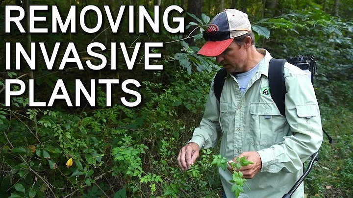 Removing Invasive Species (Plants) | Application And Timing