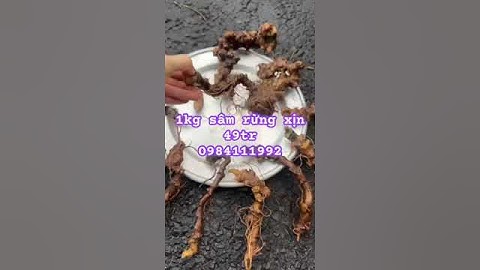Lô sâm rừng xịn #sâm_ngọc_linh_rừng #sâm_lai_châu_rừng #sâm_ngọc_linh