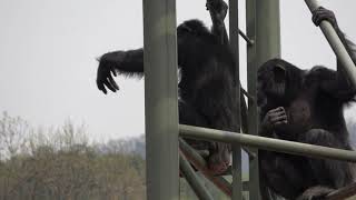 요란스러운 침팬지의 식사시간 A noisy chimpanzee mealtime