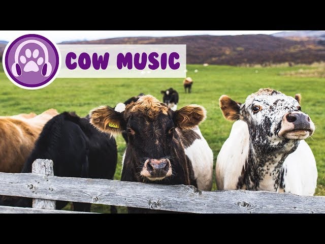 Help my cow relax! Get the best milk out of your cattle! Moosic! class=