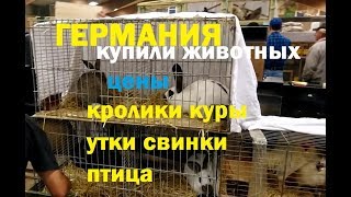 картинка: Германия: Покупаем разных животных. Цены: кролики, куры, свинки, гуси, хорьки.