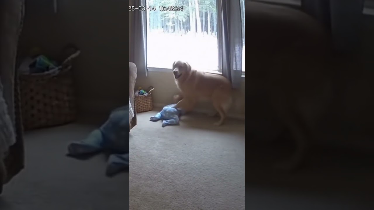 Dog Saves Baby From Bear!