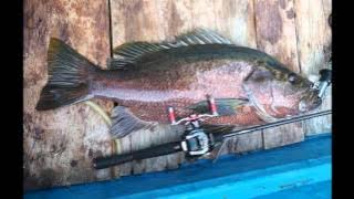 DRAVE Papuan Blackbass Fishing Part 1