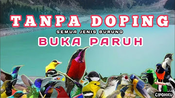 GAK USAH PAKAI DOPING,CUKUP PAKAI TERAPI AIR SEMUA JENIS BURUNG DAN PERAWATAN YANG BAIK JADI GACOR