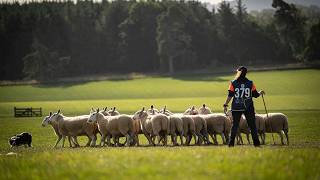 The very best sheepdogs in the world!!