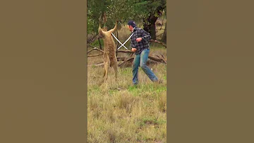 Man Rescues Dog From Kangaroo 