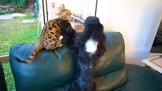 Bengal Cat/ Kitten VS English Cocker Spaniel DOG by TheDoggyVloggy 6,978 views 10 years ago 59 seconds