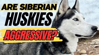 Are Huskies Aggressive? Siberian Husky Temperament!