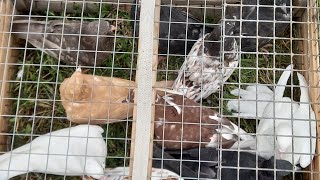 #Pigeons.Пискуны для Димы и Саши из Ставрополя.