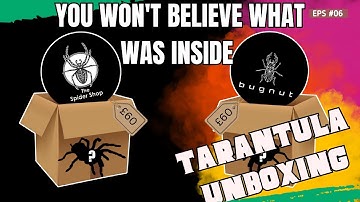 EPIC £60 Tarantula Mystery Boxes | Bugnut & The Spider Shop