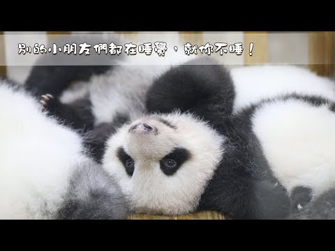 《熊貓早晚安》別的小朋友們都乖乖睡覺，就你不睡！| iPanda熊貓頻道