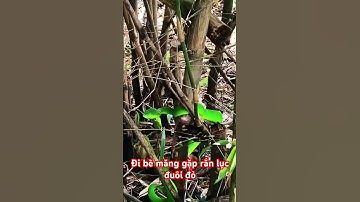 Đi bè măng gặp rắn lục đuôi đỏ #Đinh văn lơng Channel81