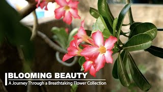 Flower Collection Video With Soft Music |