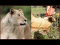 Pregnant Lioness Caught in a Snare!