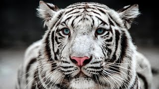 10 Majestic Animals With Incredible Beauty