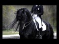 KFPS Approved Friesian Stallion Alert 475 Sport!