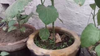 How to grow  brinjal.