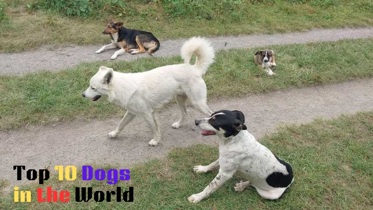 Top 10 Dogs in the World  