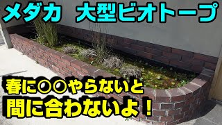 【メダカのビオトープ】これ、春にやっておかないと間に合わないよ！ by 秀峰ch 13,619 views 1 month ago 12 minutes, 10 seconds